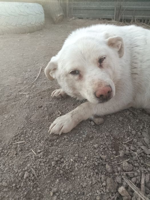 Собака  супер добрейшая , ищем хозяина