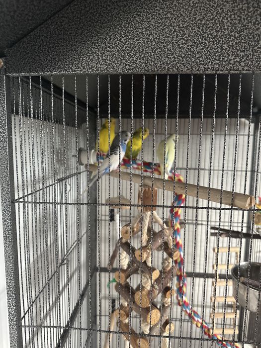 Perusi, cusca si accesorii.