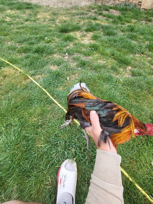 Vand pereche phoenix