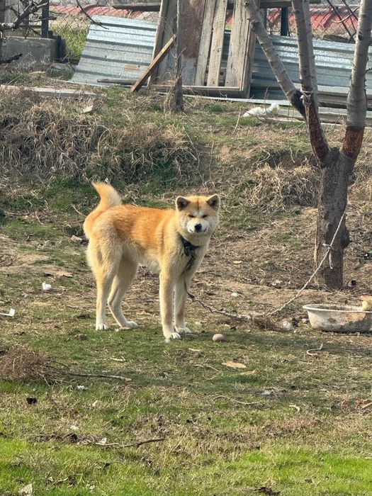 Akita-inu (Yapon akitasi) sotiladi