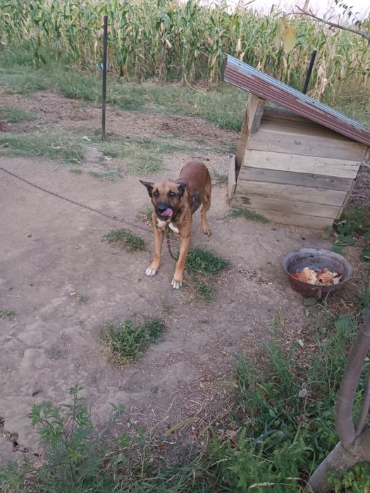 Donez câine Ciobănesc Belgian Malinois