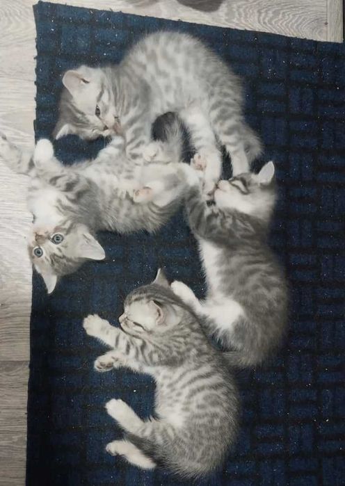 Продам породистых котят.