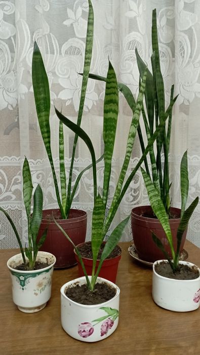 сансевиерия и аглаонема(то