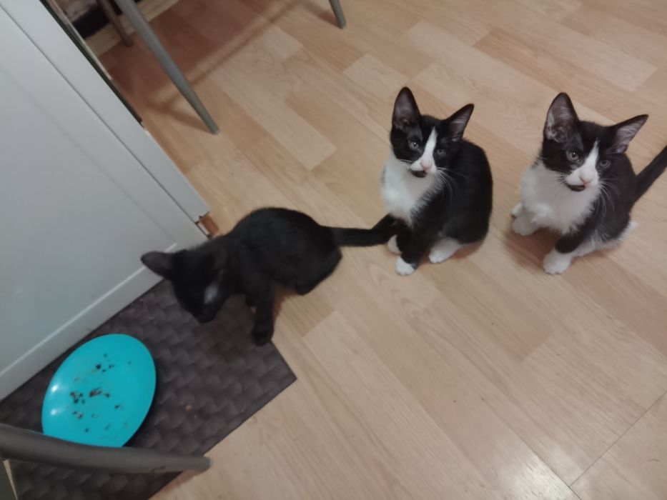 donez 3 pui de pisica doua pisicuțe și un motănel