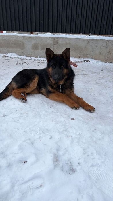 Продам щенка немецкой овчарки