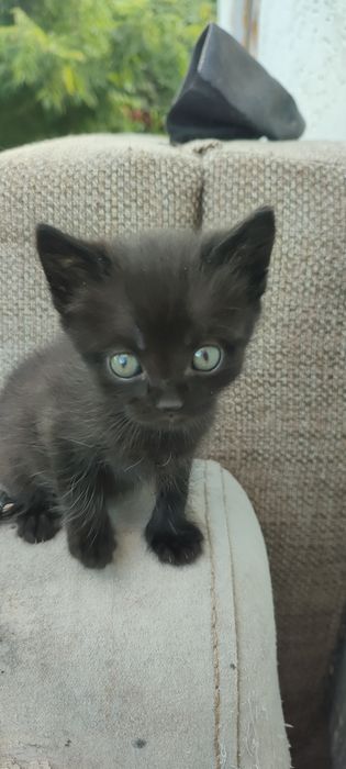 Два добрых котенка в добрые руки