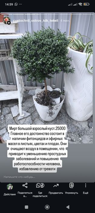 Комнатные растения