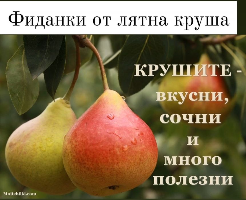 Овощни дръвчета-перфектно качество