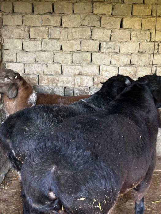 Қўчқорлар qo'chqor сотилади