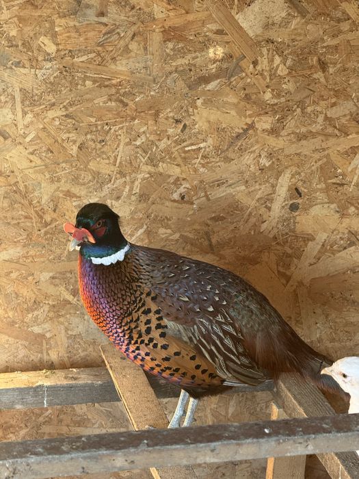 Pereche fazani comuni