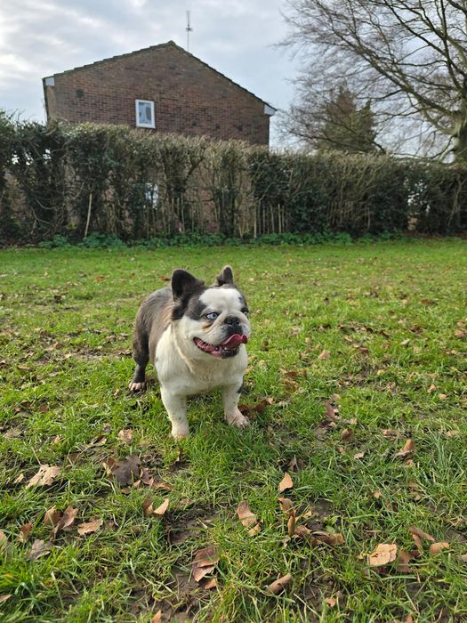 French bulldog for new home