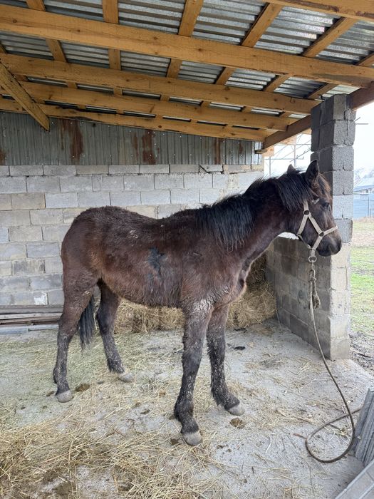 Продаеться лошадь