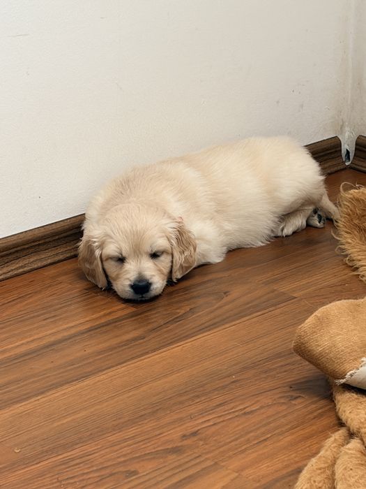 Кученца голдън ретривър