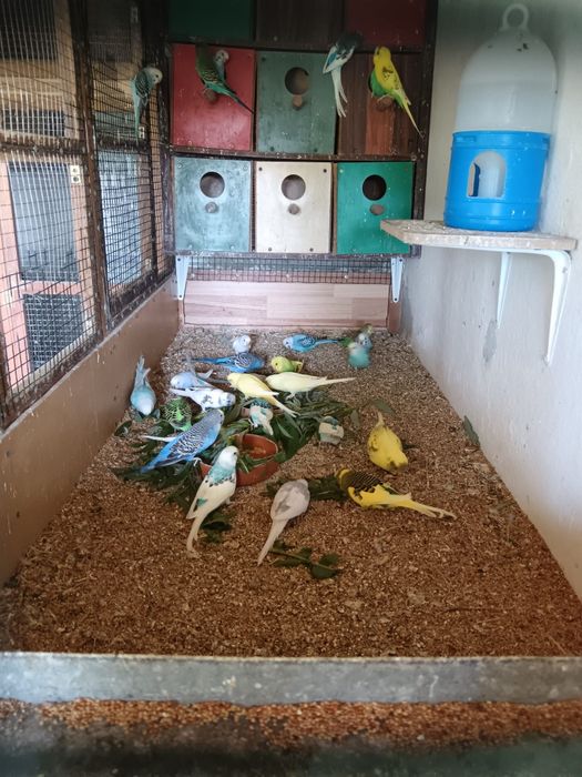 Papagali peruși tineri