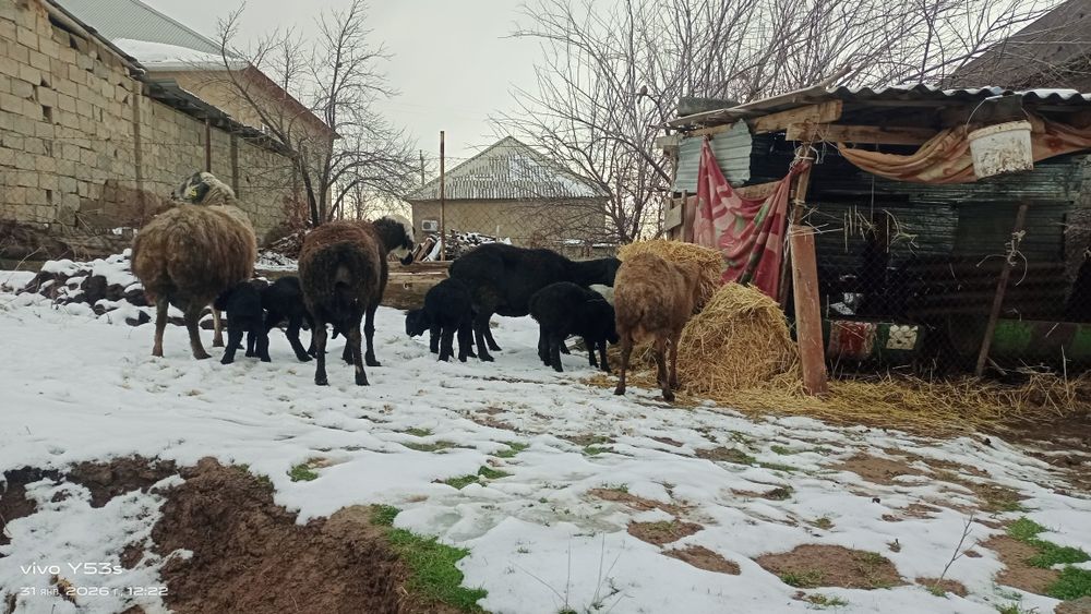 Қозылы қой сатылады бағасы 160000 теңге