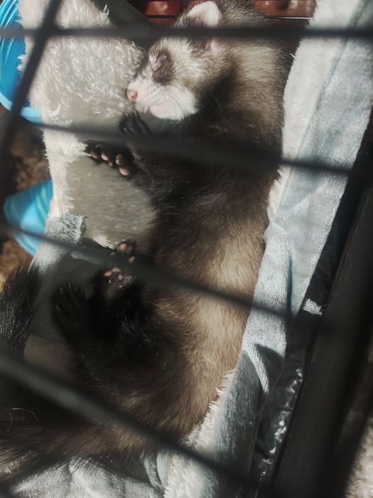 Продам хорька мальчик