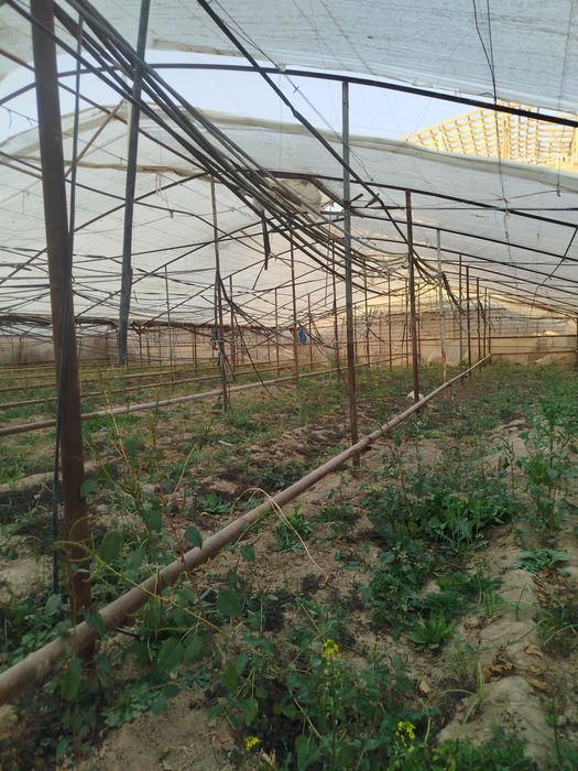 Теплитса сотилади 6.40сотих