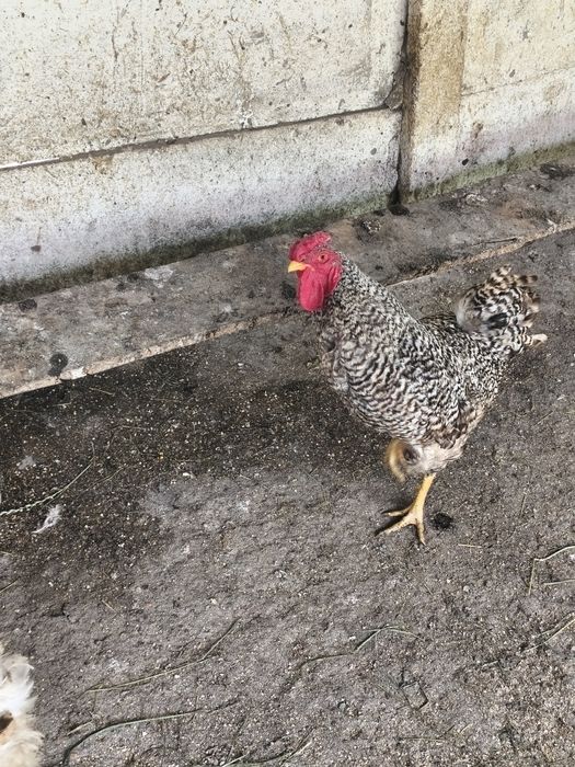 Vând cocos crescuți bio