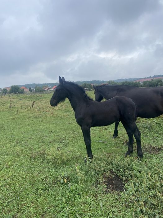 Manza frizian sport!