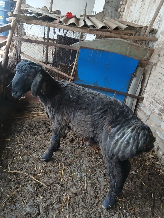 Гусар кочкар сатилади