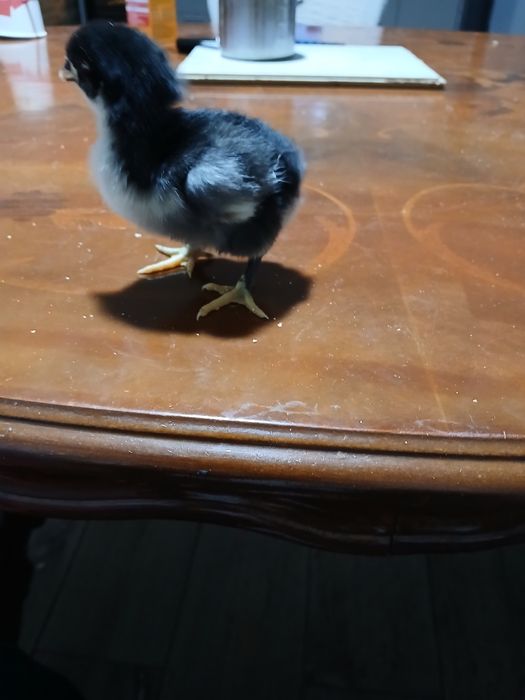 Vand pui de găină 12 la număr