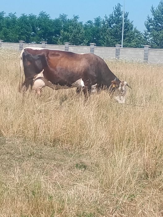 Vând vaca bine îngrijită