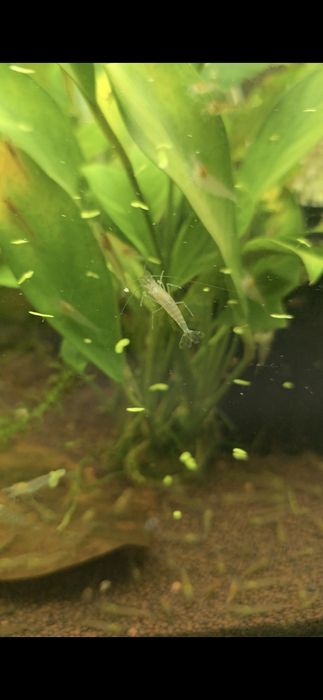 Креветки Амано в Алматы