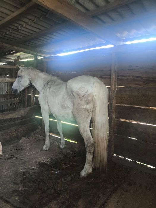 Продам кобылу обученная