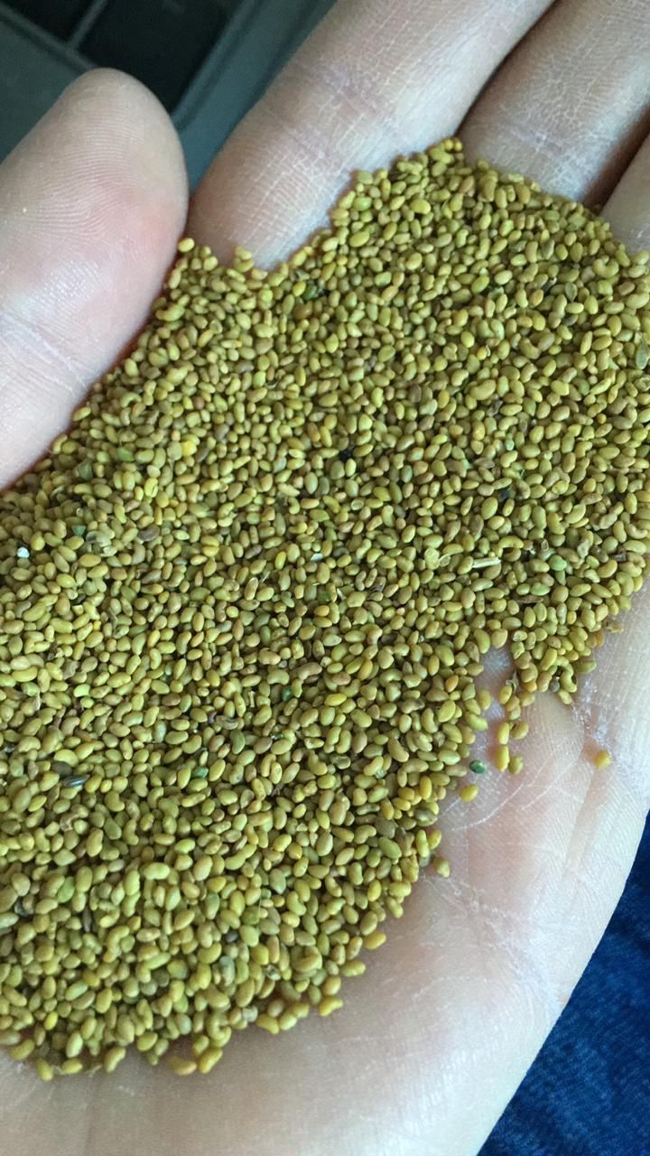 Семена люцерны фото