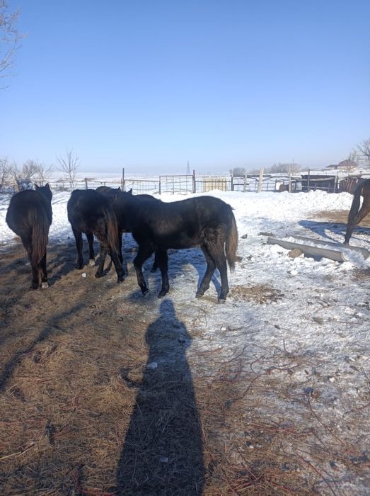 Продаётся жеребец (жабағы)