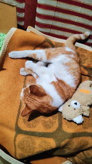 Коте Сами търси дом, осинови го