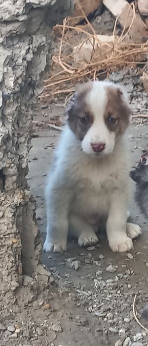 чупон   кучук боласи 40кунли