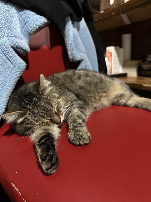Отдам кота в добрые руки