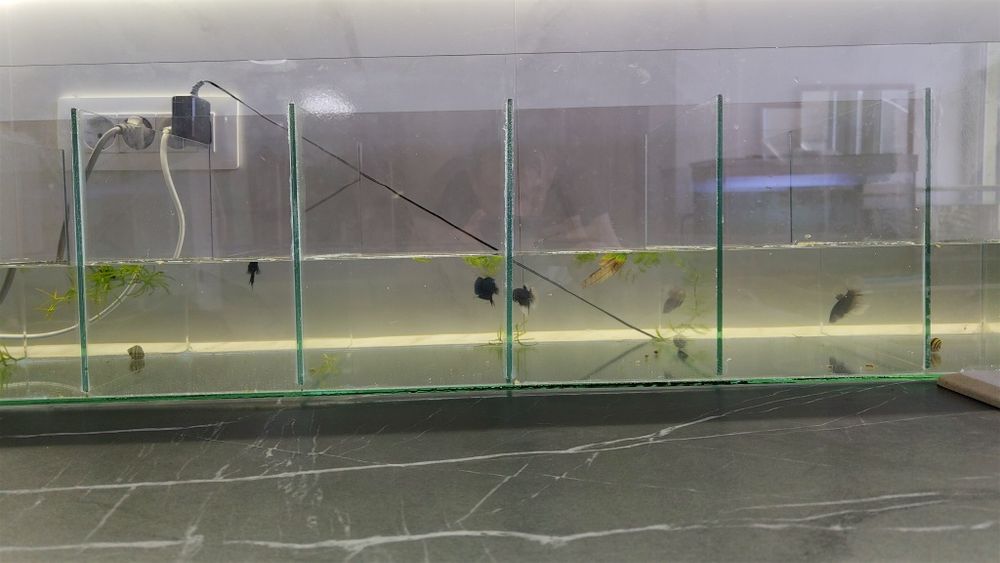 Acvariu cu pesti 54L plante scoici pesti cioata substrat led capac