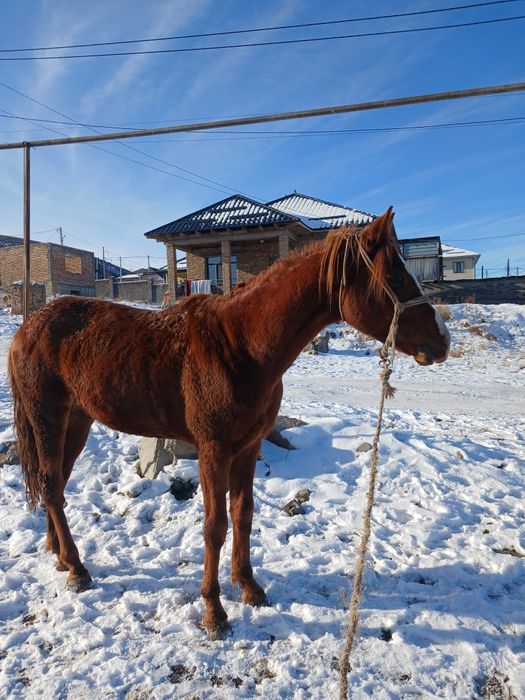 Айғыр сатылады. Жуас міңгі