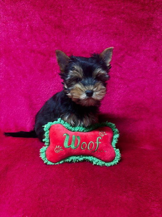 Yorkshire terrier mini toy