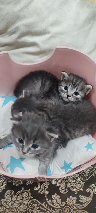 Продам британских котят