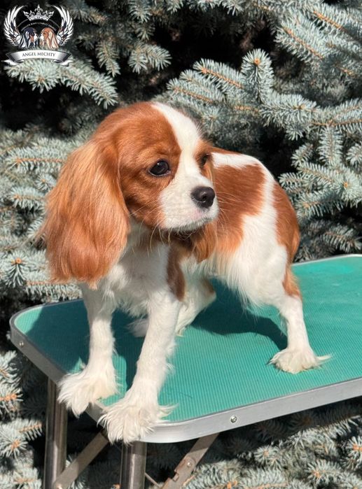 Кавалер Кинг Чарльз Спаниель девочка блейнхейм