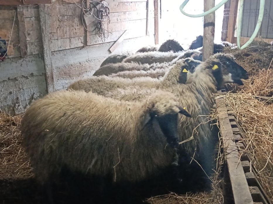 Vând 16 mioare și stramioare de talie mare