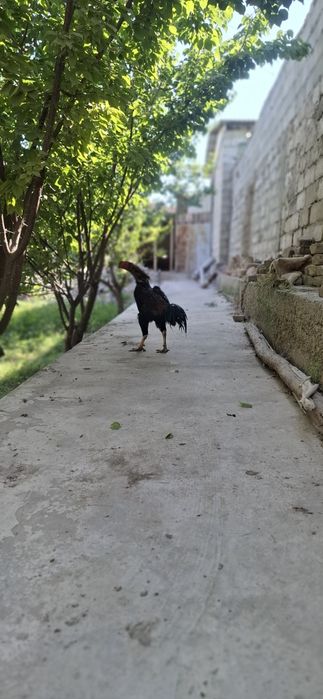 Zotli xo'roz-kulangi jangari