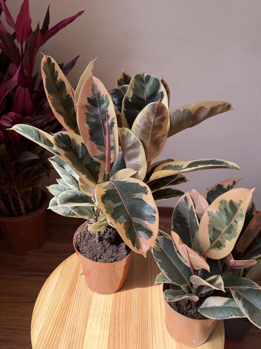 Фикус Тинека 60 см и 40см