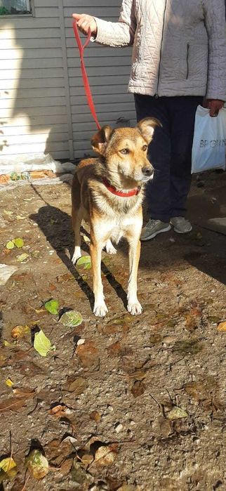 Славный пес ищет дом!