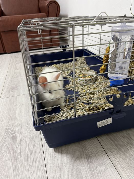 Animal de companie