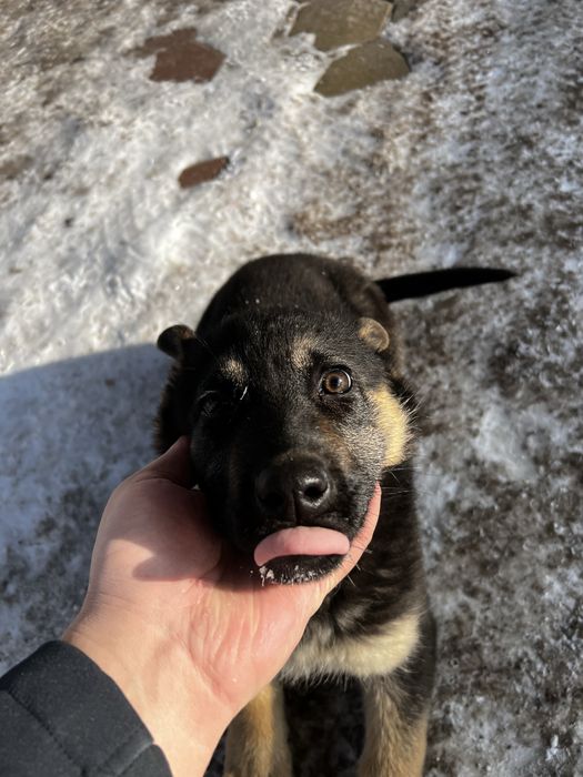 Чистопордистая авчарка