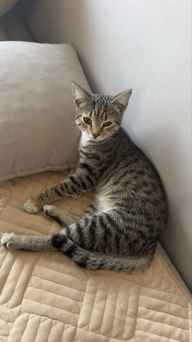 Отдам котенка в добрые руки