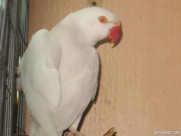 Ожирелевый попугай пара