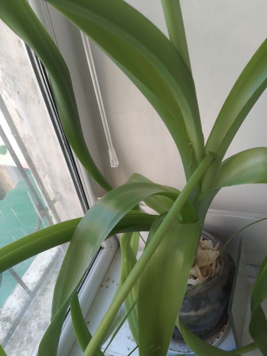 Цветок Индийский лук для суставов