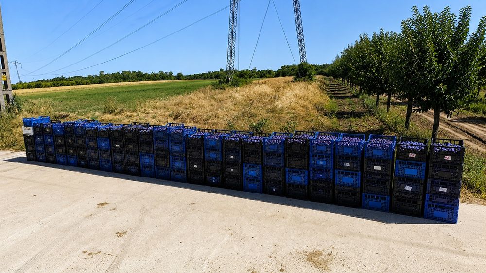 Prune de țuică de vânzare