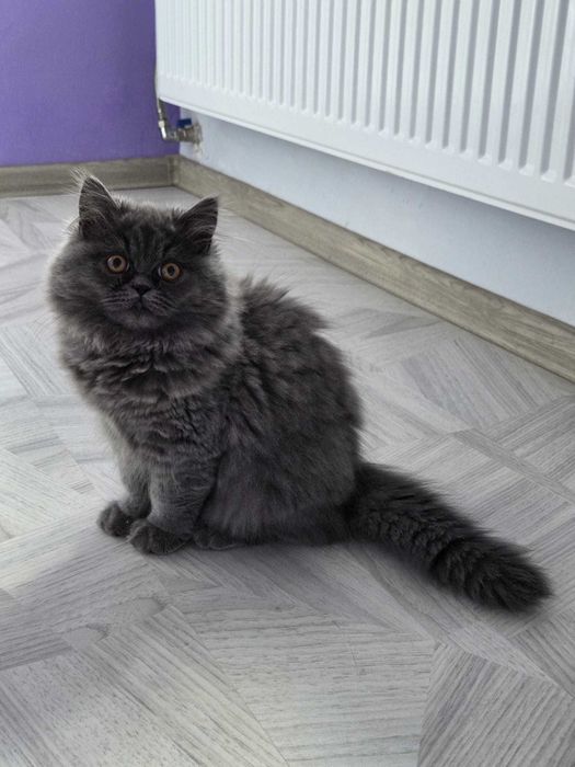 Женско персийско коте