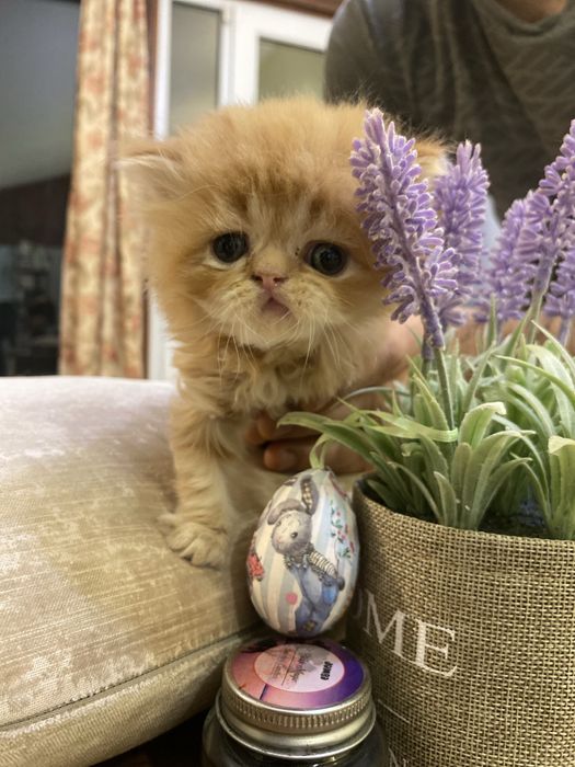 Персийски бебета котета